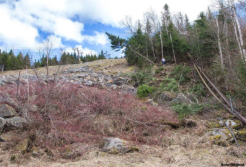 Burke Trail Clearing, May 2017